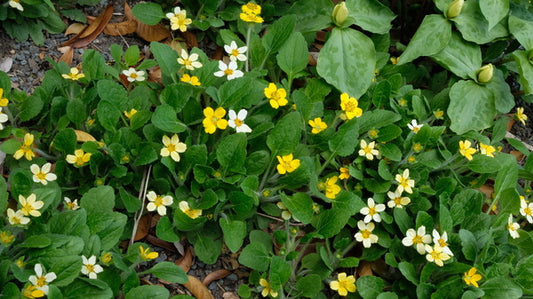 Image of Chrysogonum virginianum 'Quinn's Gold' PP 19,306 taken at Juniper Level Botanic Gdn, NC by JLBG