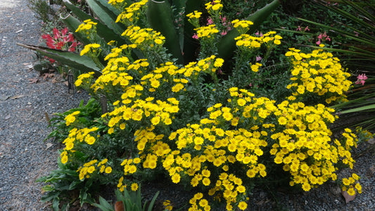 Image of Chrysopsis mariana 'Little Miss Sunshine' taken at Juniper Level Botanic Gdn, NC by JLBG