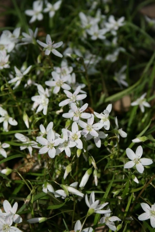 Image of Claytonia virginica 'Spencer' taken at Juniper Level Botanic Gdn, NC by JLBG