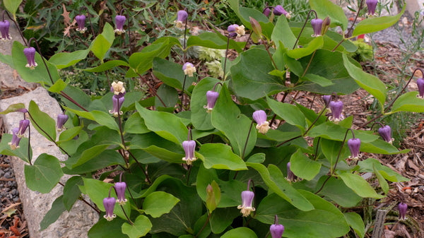 Image of Clematis 'Purple Gumdrops' taken at Juniper Level Botanic Gdn, NC by JLBG