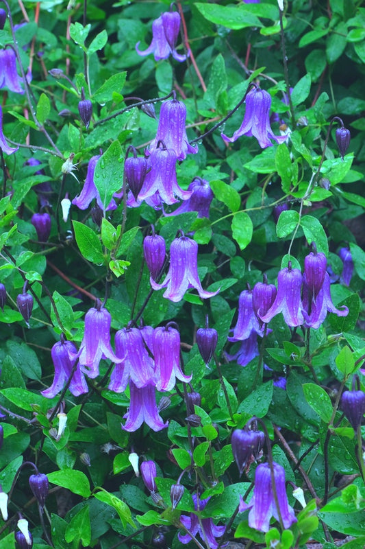 Image of Clematis 'Rooguchi' taken at Juniper Level Botanic Gdn, NC by JLBG