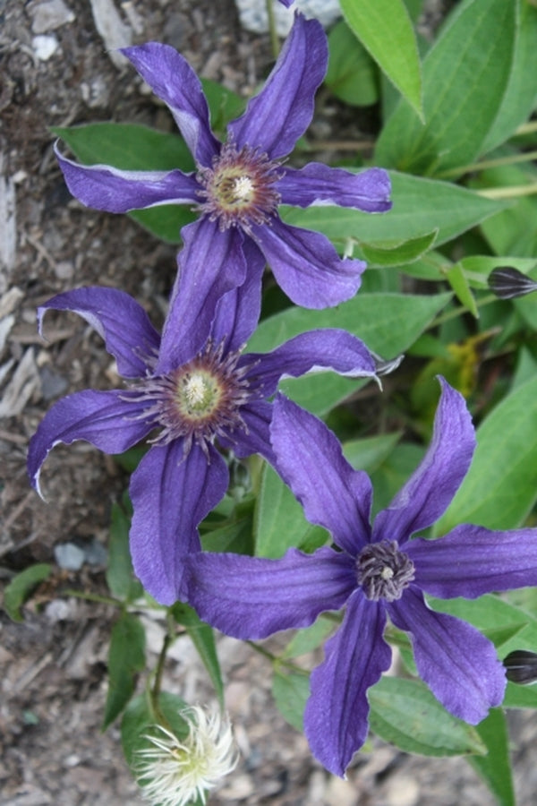 Image of Clematis 'Sapphire Indigo' PP 17,012 taken at Juniper Level Botanic Gdn, NC by JLBG
