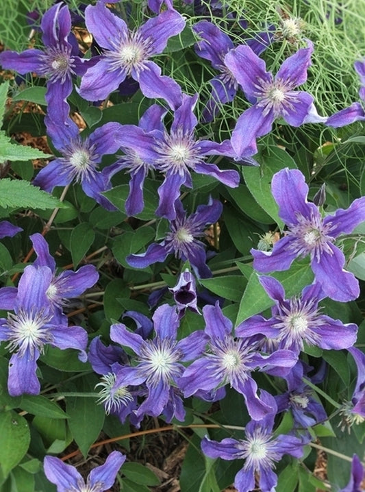 Image of Clematis 'Sapphire Indigo' PP 17,012 taken at Juniper Level Botanic Gdn, NC by JLBG