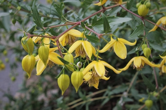 Image of Clematis fruticosa 'Mongolian Gold' taken at Juniper Level Botanic Gdn, NC by JLBG