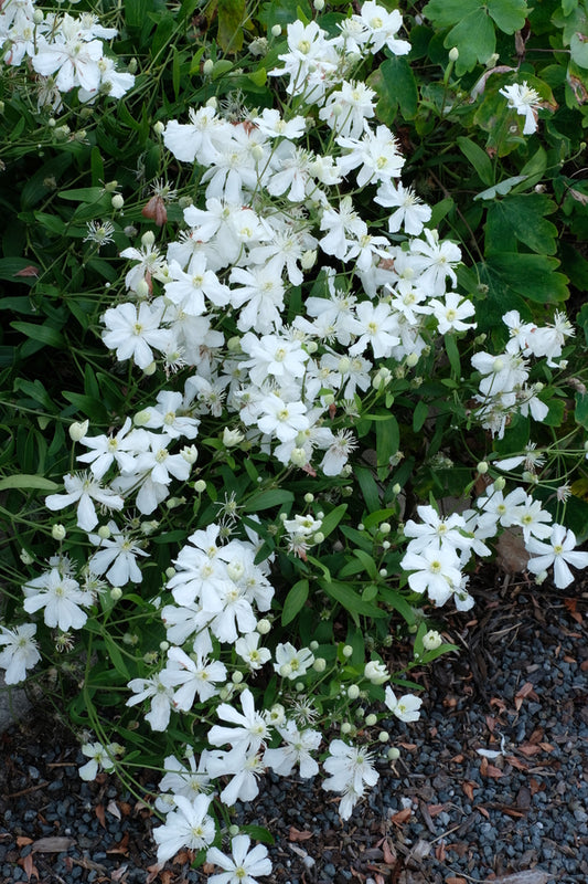 Image of Clematis hexapetala 'Mongolian Snowflakes' taken at Juniper Level Botanic Gdn, NC by JLBG