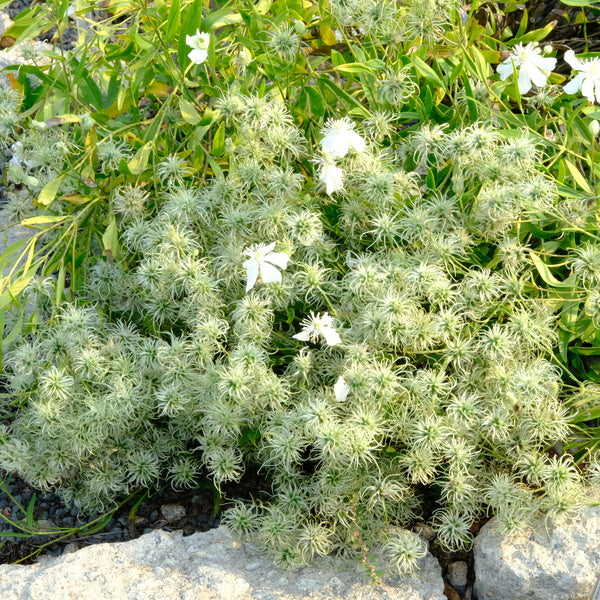 Image of Clematis hexapetala 'Mongolian Snowflakes' taken at Juniper Level Botanic Gdn, NC by JLBG