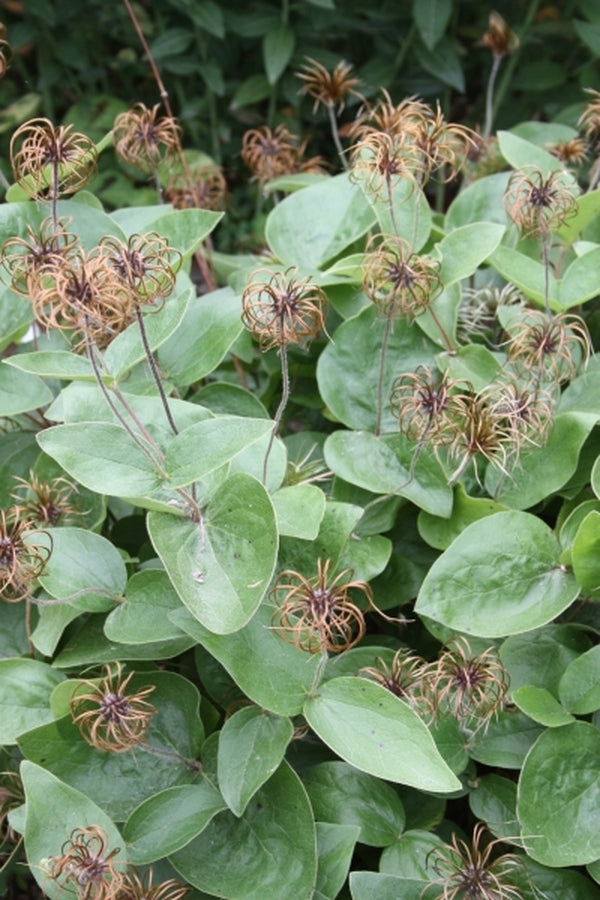 Image of Clematis ochroleuca 'Bald Knob' taken at Juniper Level Botanic Gdn, NC by JLBG