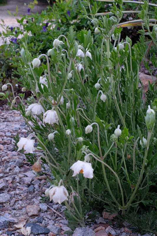 Image of Clematis villosa taken at Juniper Level Botanic Gdn, NC by JLBG