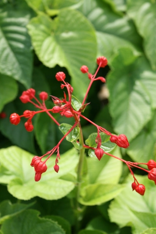 Image of Clerodendrum speciosissimum 'Arkansas Hardy' taken at Juniper Level Botanic Gdn, NC by JLBG