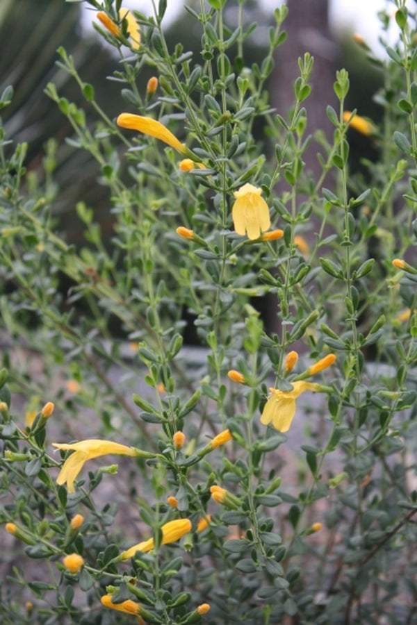 Image of Clinopodium coccineum 'Amber Blush' taken at Juniper Level Botanic Gdn, NC by JLBG