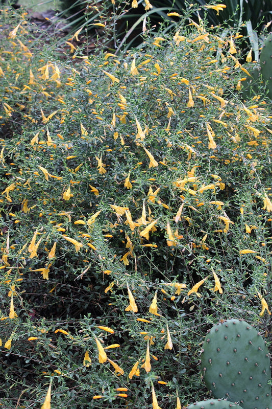 Image of Clinopodium coccineum 'Amber Blush' taken at Juniper Level Botanic Gdn, NC by JLBG