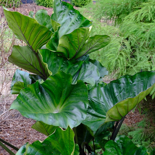 Image of Colocasia 'Coffee Cups' taken at Juniper Level Botanic Gdn, NC by JLBG