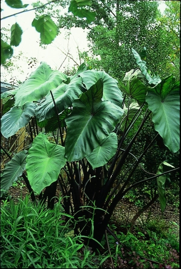 elephant ear plant black stem Learn about Colocasia 'Fontanesii' | Black Stem Elephant Ear