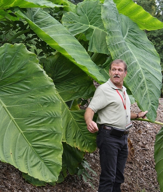 Image of Colocasia (Leucocasia) gigantea 'Laosy Giant' taken at Juniper Level Botanic Gdn, NC by JLBG