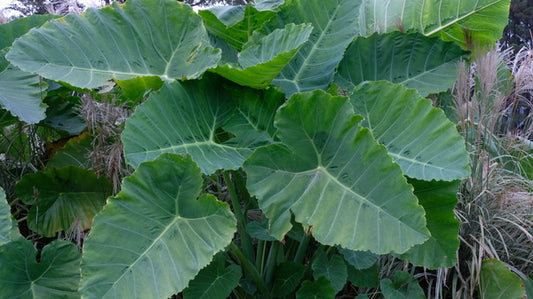Image of Colocasia (Leucocasia) gigantea 'Survivor' taken at Juniper Level Botanic Gdn, NC by JLBG