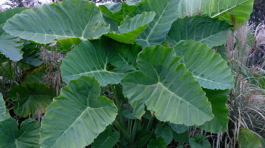 Image of Colocasia (Leucocasia) gigantea 'Survivor' taken at Juniper Level Botanic Gdn, NC by JLBG
