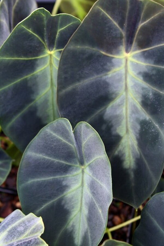 Image of Colocasia affinis 'Jenningsii' taken at Juniper Level Botanic Gdn, NC by JLBG