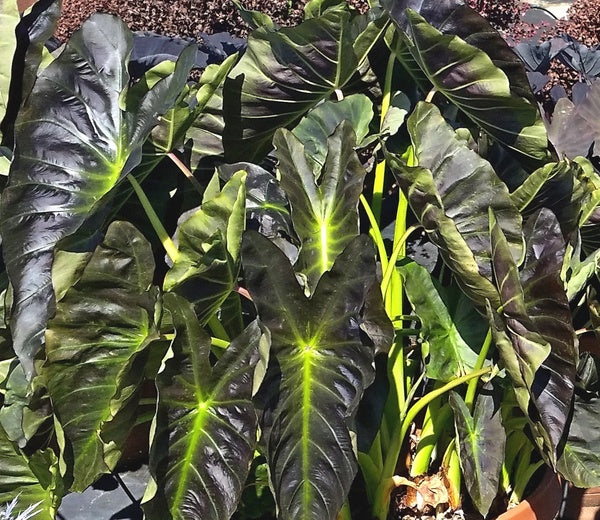 Image of Colocasia esculenta 'Aloha' PP 29,692 by J. Cho