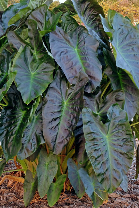 Image of Colocasia esculenta 'Aloha' PP 29,692 taken at Juniper Level Botanic Gdn, NC by JLBG