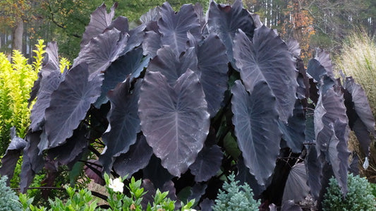 Image of Colocasia esculenta 'Black Runner' taken at Juniper Level Botanic Gdn, NC by JLBG