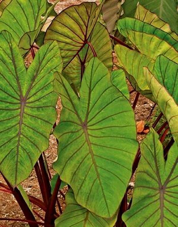 Image of Colocasia esculenta 'Blue Hawaii' PP 20,003 taken at Juniper Level Botanic Gdn, NC by JLBG