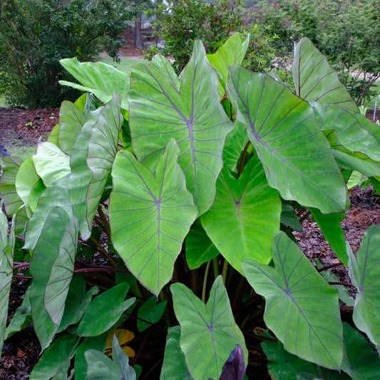 Image of Colocasia esculenta 'Blue Hawaii' PP 20,003 taken at Juniper Level Botanic Gdn, NC by JLBG