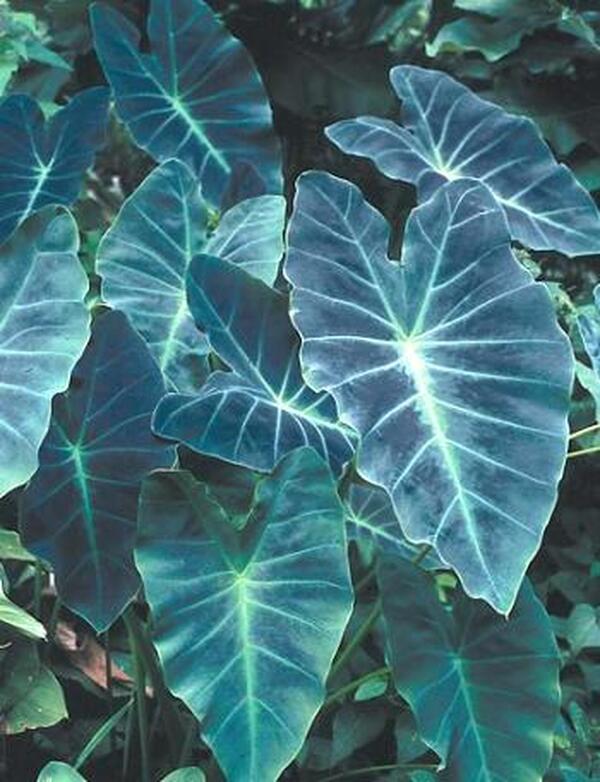 Image of Colocasia esculenta 'Coal Miner' taken at Juniper Level Botanic Gdn, NC by JLBG