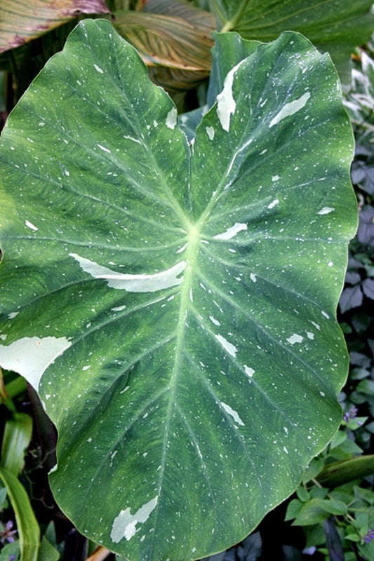 Image of Colocasia esculenta 'Elepaio' taken at Juniper Level Botanic Gdn, NC by JLBG