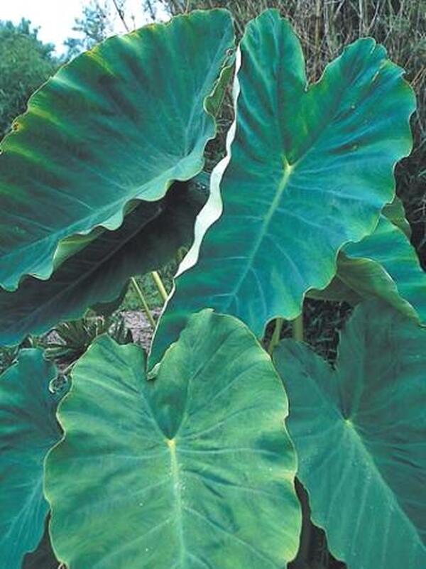 Image of Colocasia esculenta 'Jack's Giant' taken at Juniper Level Botanic Gdn, NC by JLBG