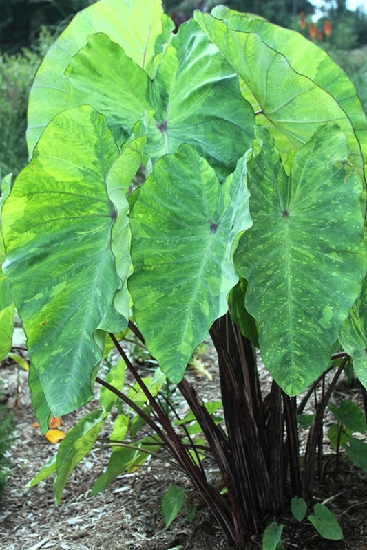 Image of Colocasia esculenta 'Lemon-Lime Gecko' taken at Juniper Level Botanic Gdn, NC by JLBG