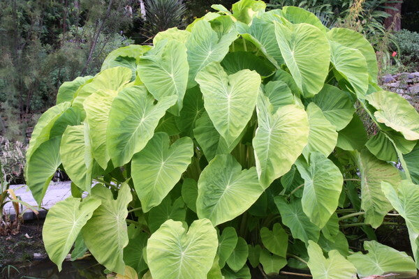 elephant ears colocasia plant delights nurseryplant delights nursery Colocasia esculenta Lemonade