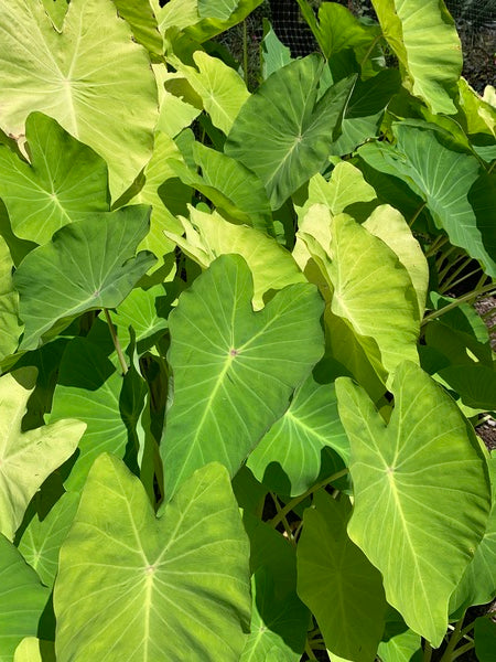 Image of Colocasia esculenta 'Lemonade' taken at Juniper Level Botanic Gdn, NC by Lidia Churakova