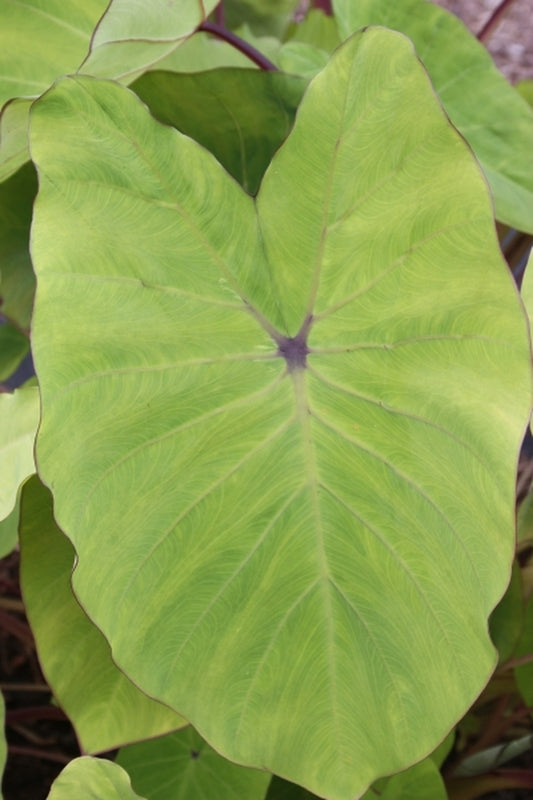 Image of Colocasia esculenta 'Maui Gold' PP 24,482 taken at Juniper Level Botanic Gdn, NC by JLBG