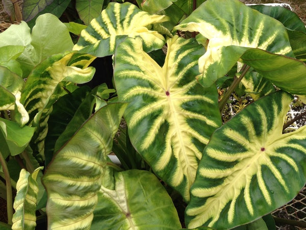 Image of Colocasia esculenta 'Maui Sunrise' PP 31,175 taken at Kula, HI by Dr. John Cho