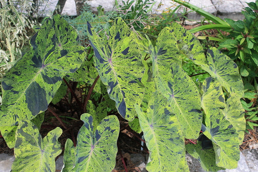 Image of Colocasia esculenta 'Mojito' PP 21,995 taken at Juniper Level Botanic Gdn, NC by JLBG
