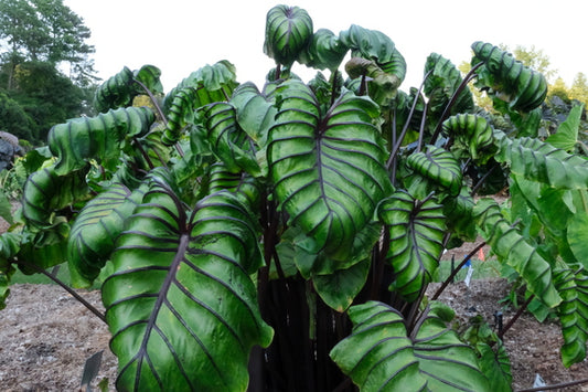 Image of Colocasia esculenta 'Pharaoh's Mask' PP 33,772 taken at Juniper Level Botanic Gdn, NC by JLBG