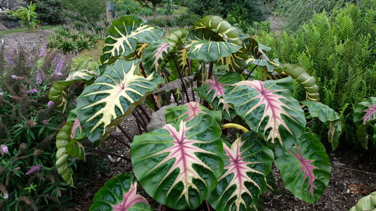 Image of Colocasia esculenta 'Waikiki' PP 34,615 taken at Juniper Level Botanic Gdn, NC by JLBG