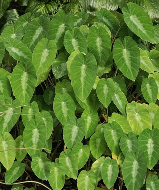 Image of Colocasia fallax taken at Juniper Level Botanic Gdn, NC by JLBG