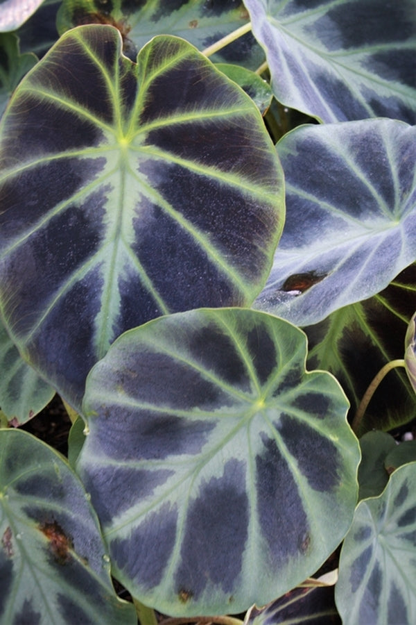 Image of Colocasia heterochroma 'Dark Shadows' taken at Juniper Level Botanic Gdn, NC by JLBG