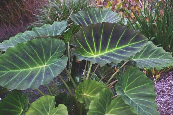 Image of Colocasia (xLeucocolocasia) 'Imperial Gigante' PP 26,152 taken at Juniper Level Botanic Gdn, NC by JLBG