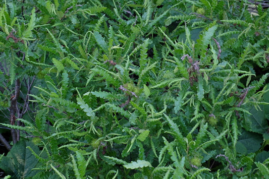 Image of Comptonia peregrina taken at Coastal Maine Botanical Gardens, ME by JLBG
