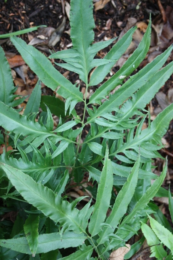 Image of Coniogramme intermedia 'Yoroi Musha' taken at Juniper Level Botanic Gdn, NC by JLBG