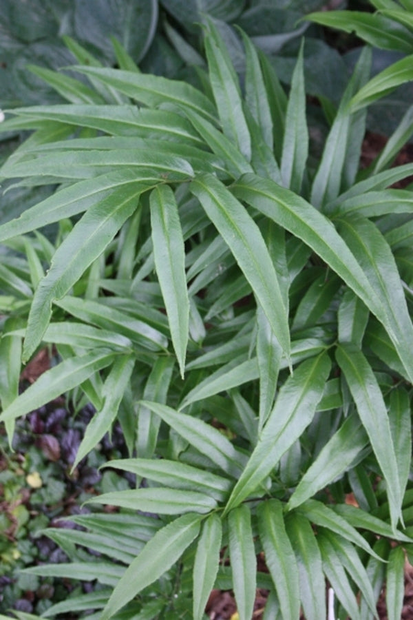 Image of Coniogramme japonica taken at Juniper Level Botanic Gdn, NC by JLBG