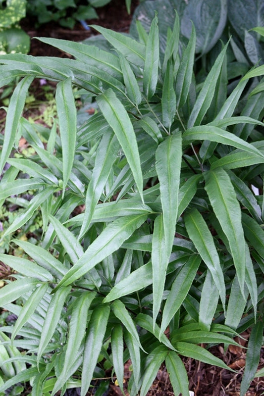 Image of Coniogramme japonica taken at Juniper Level Botanic Gdn, NC by JLBG