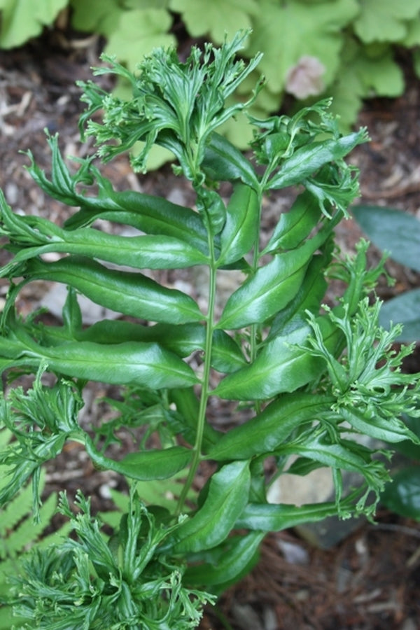Image of Coniogramme jinggangshanensis 'Shishi' taken at Juniper Level Botanic Gdn, NC by JLBG