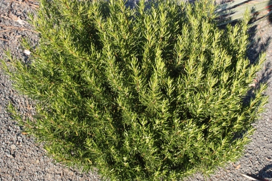Image of Conradina glabra 'Liberty' NOT OUTSIDE NC taken at Juniper Level Botanic Gdn, NC by JLBG