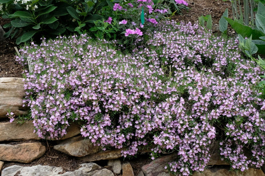 Image of Conradina verticillata 'Rocky Top' taken at Juniper Level Botanic Gdn, NC by JLBG