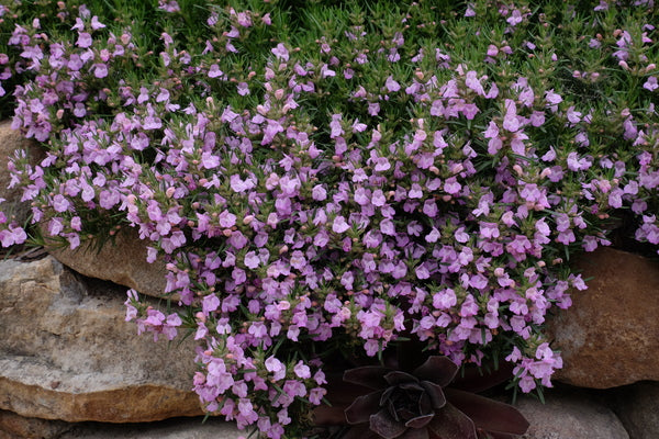 Image of Conradina verticillata 'Rocky Top' taken at Juniper Level Botanic Gdn, NC by JLBG