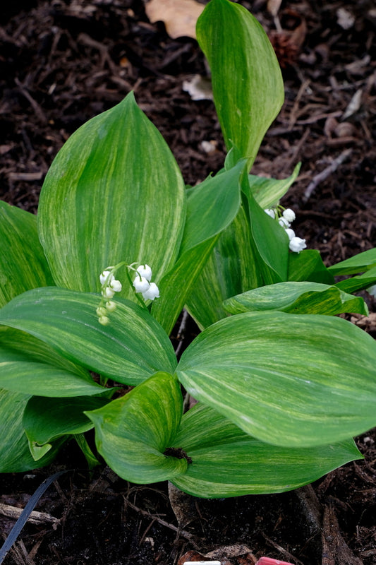 Image of Convallaria keiskei 'Soft Stripes' taken at Juniper Level Botanic Gdn, NC by JLBG