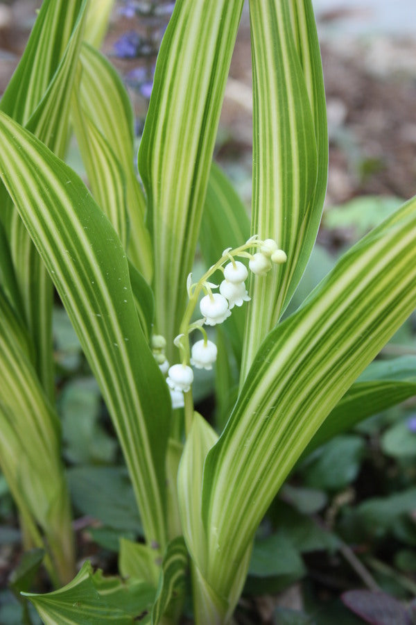 striped lily flower Convallaria majalis Albostriata